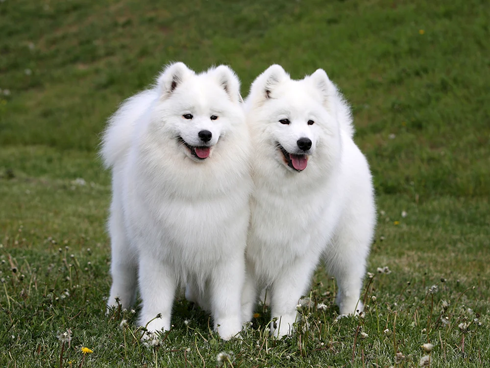 Samojedenhund