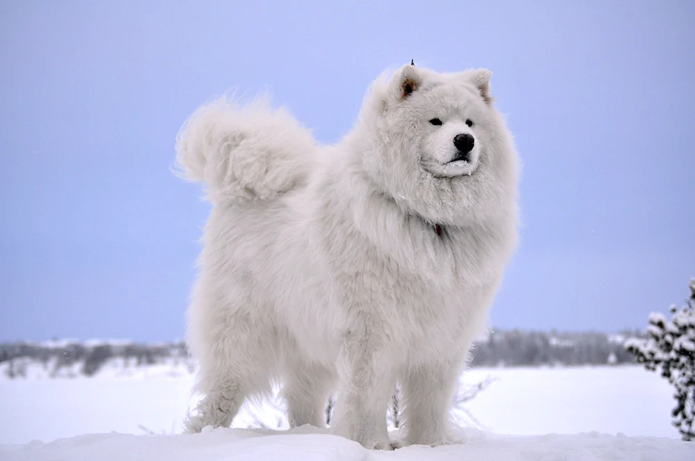 Samojedenhund
