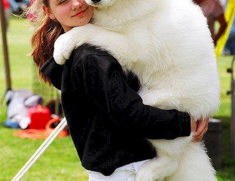 Samoyed Husky