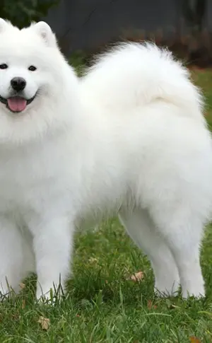 Samojedenschlittenhund