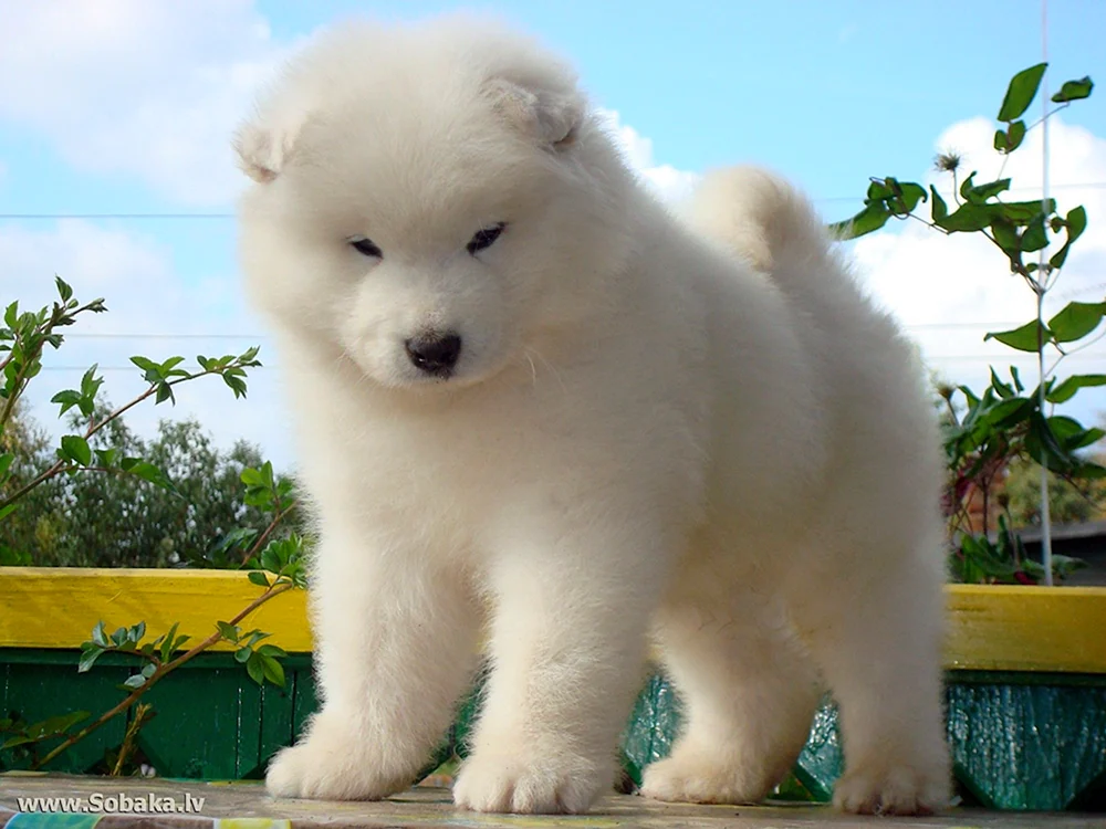 Samoyed Husky
