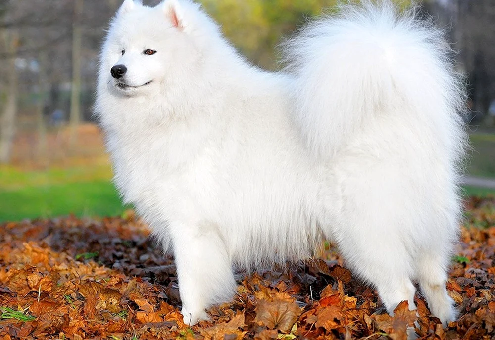 Zwergspitz Fluffy