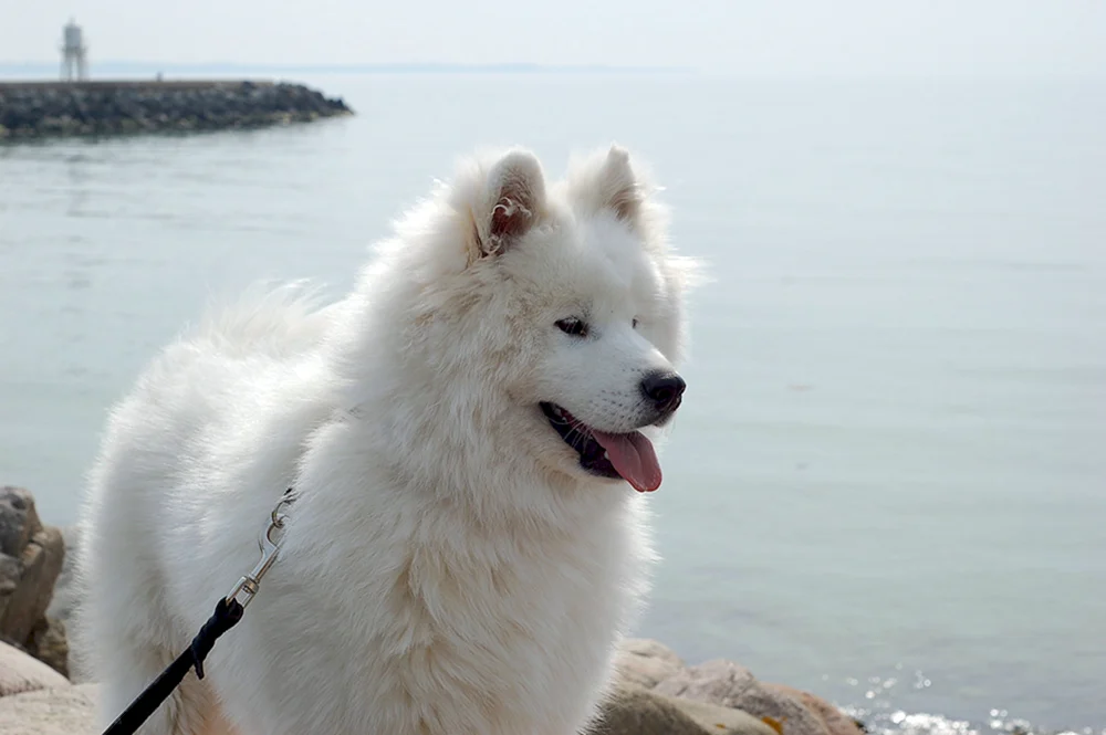 Pyrenäischer Gebirgsschäferhund