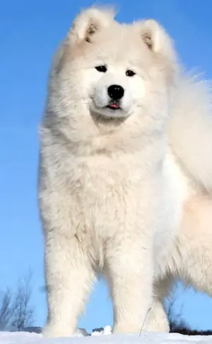 Samojeden-Schlittenhund