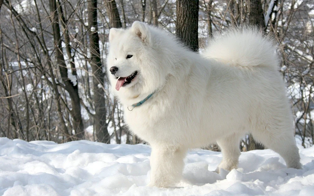 Samojeden-Hund