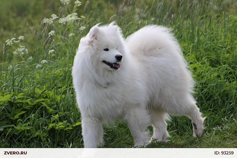 Samojeden-Husky