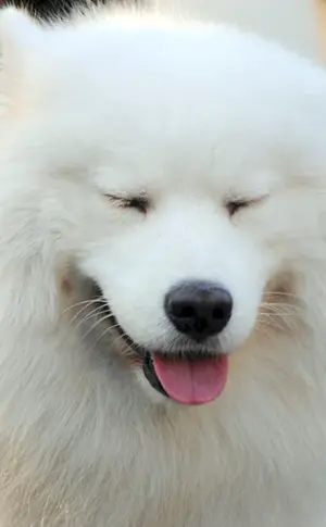 Samojeden-Schlittenhund