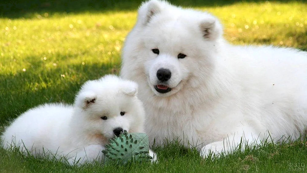 Samojedenhund