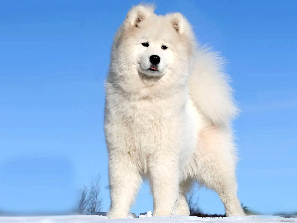 Samojedenhund