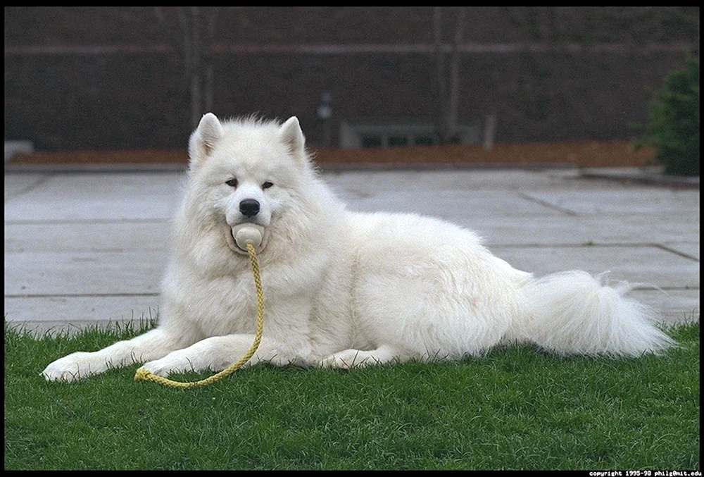 Samojedenhund