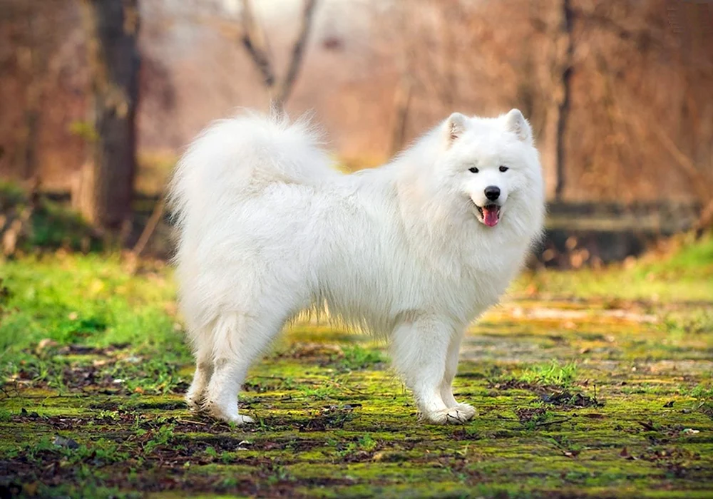 Samojedenhund