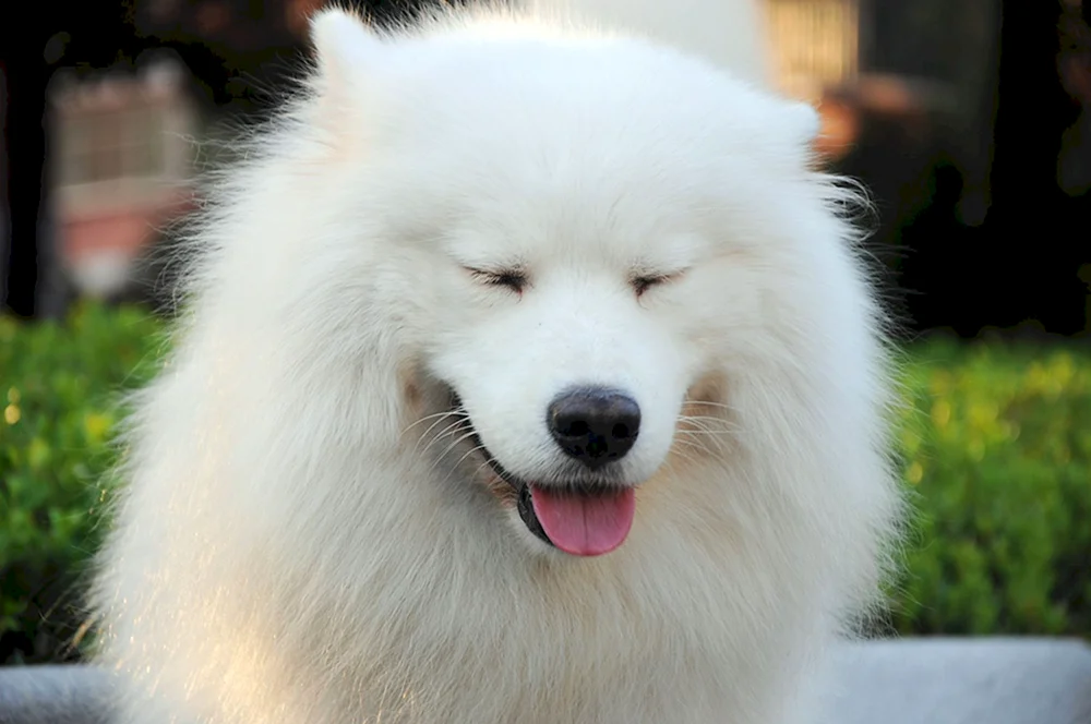 Samojedischer Schäferhund