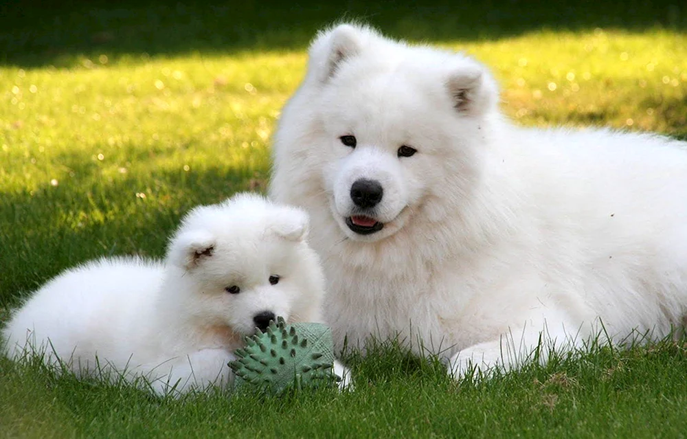 Samojedenhund