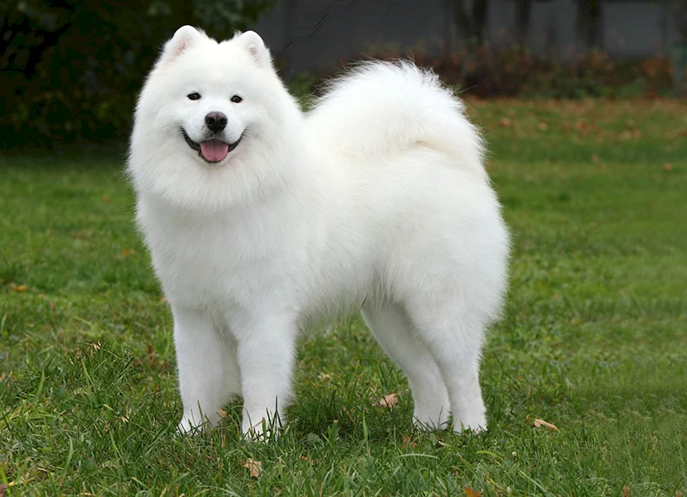 Sibirischer Husky weiß
