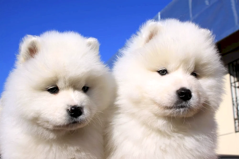 Samojedenhund