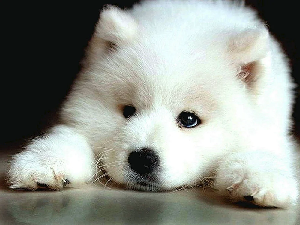 Samojedenhund Samojedenhund