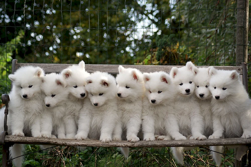 Samojedenhund