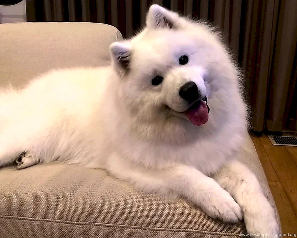 Samojedenhund