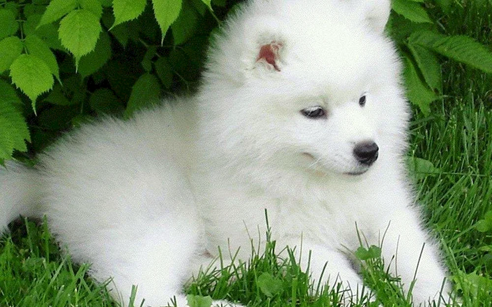 Samojedenhund