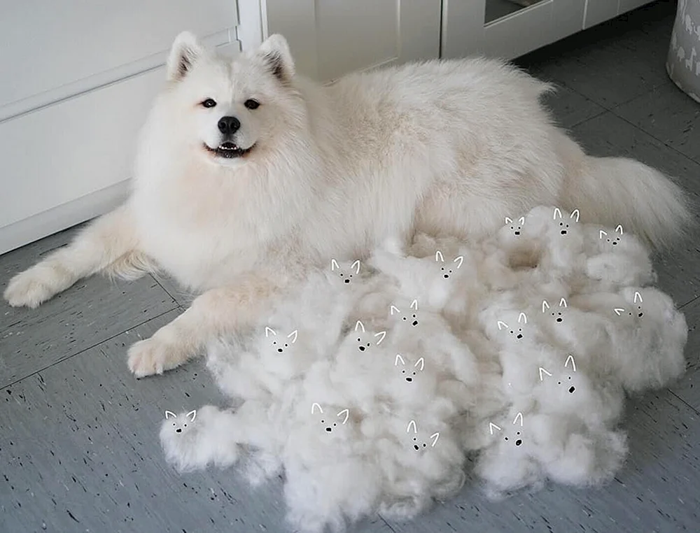 Samojedenhund