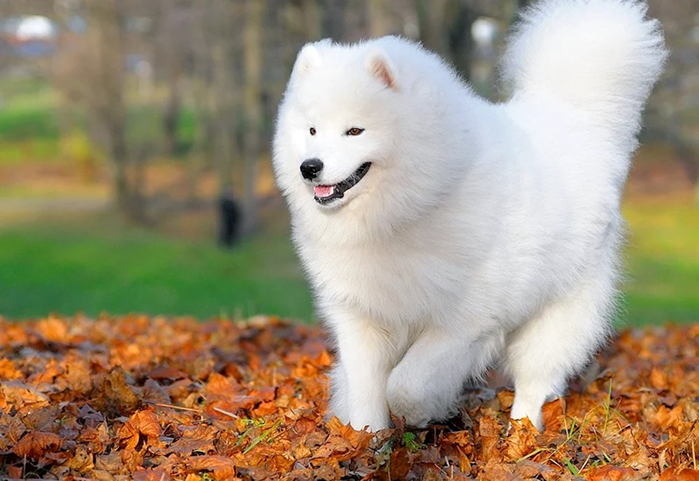 Samojedenhund
