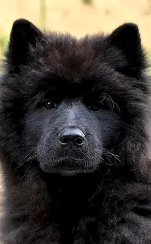 Schwarzer Samojedenschlittenhund