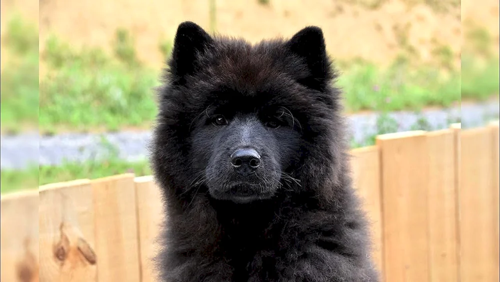 Schwarzer Samojedenschlittenhund