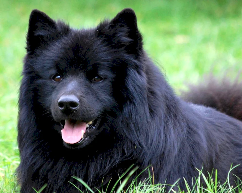 Samoed Husky schwarz