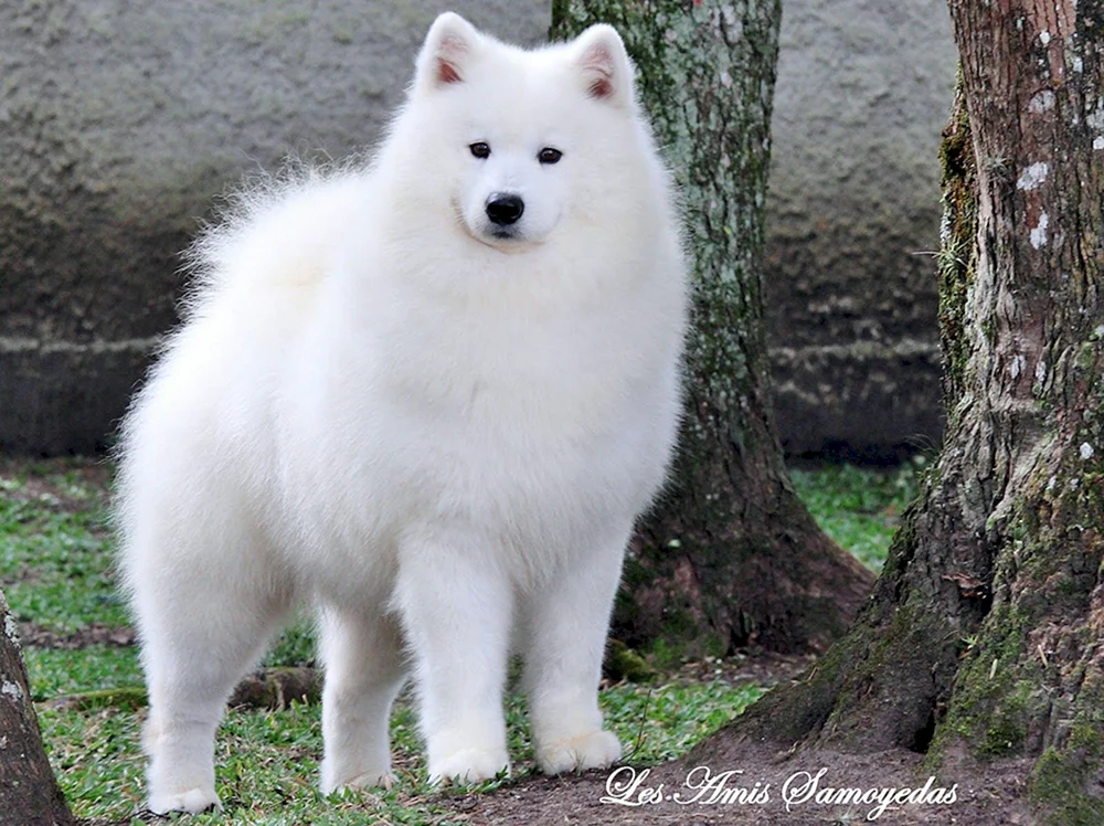 Samoed Husky schwarz