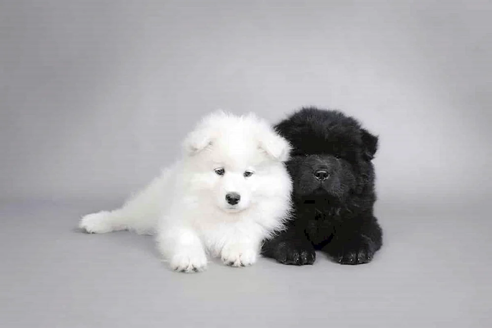 Samoed Husky schwarz