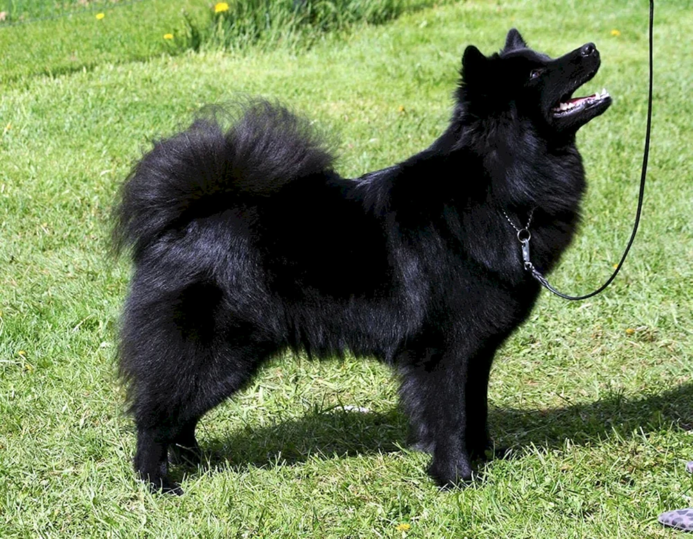 Samoed Husky schwarz