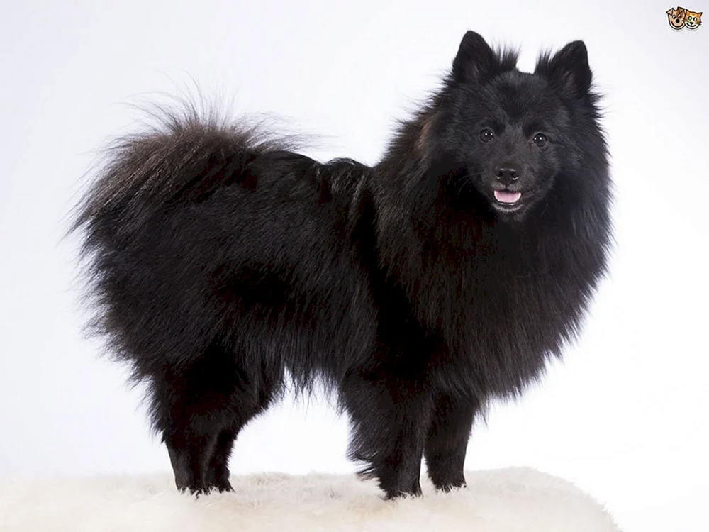 Samoed husky schwarz