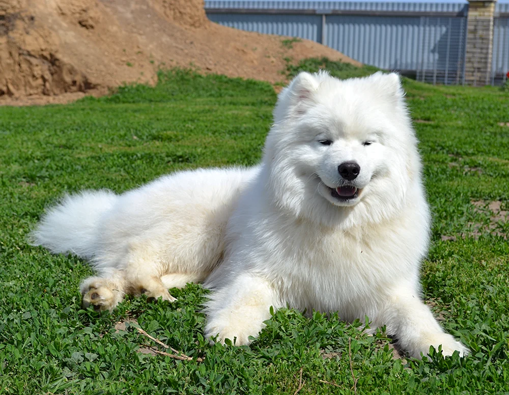 Samoed husky Hund
