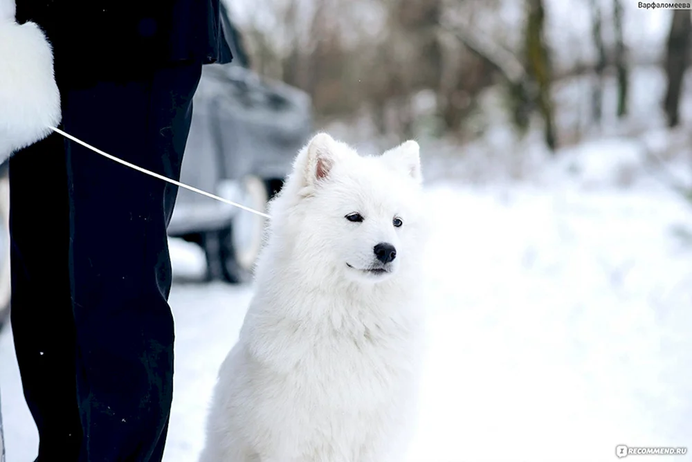 Samoed husky schwarz