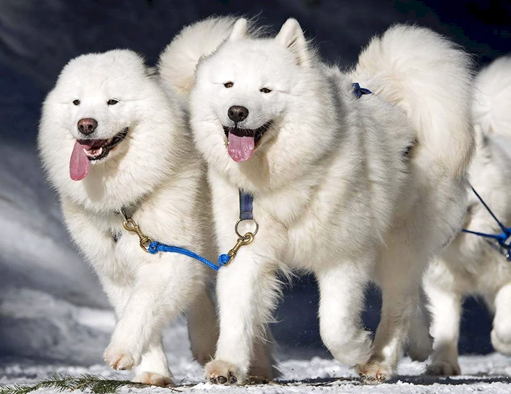 Samojeden-Schäferhund