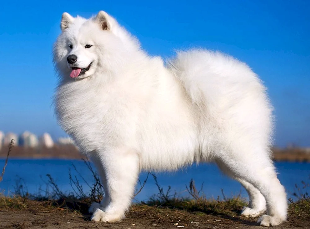Sibirischer Samojeden Hund