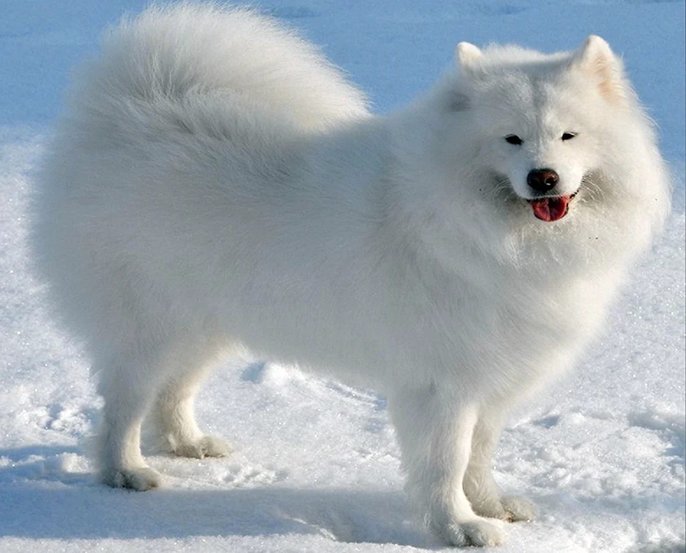 Nördlicher Inuit Hund
