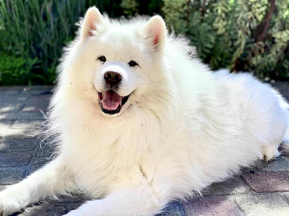 Samoyed Schäferhund