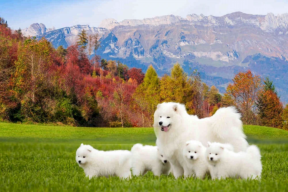Samoyed-Hund