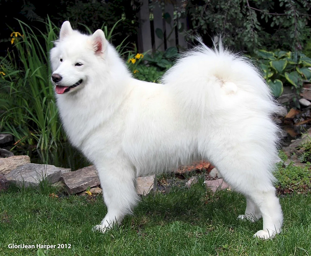 Weißer Schweizer Schäferhund