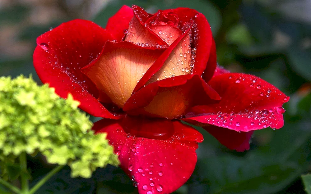 Die schönsten Blumen
