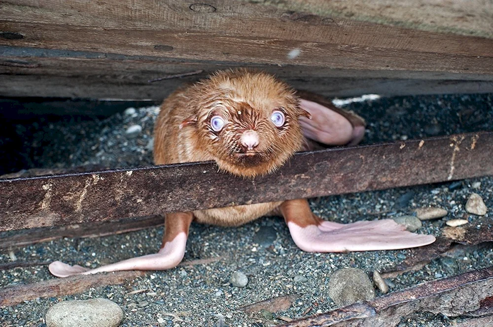 Nutria Bisamratte Biber