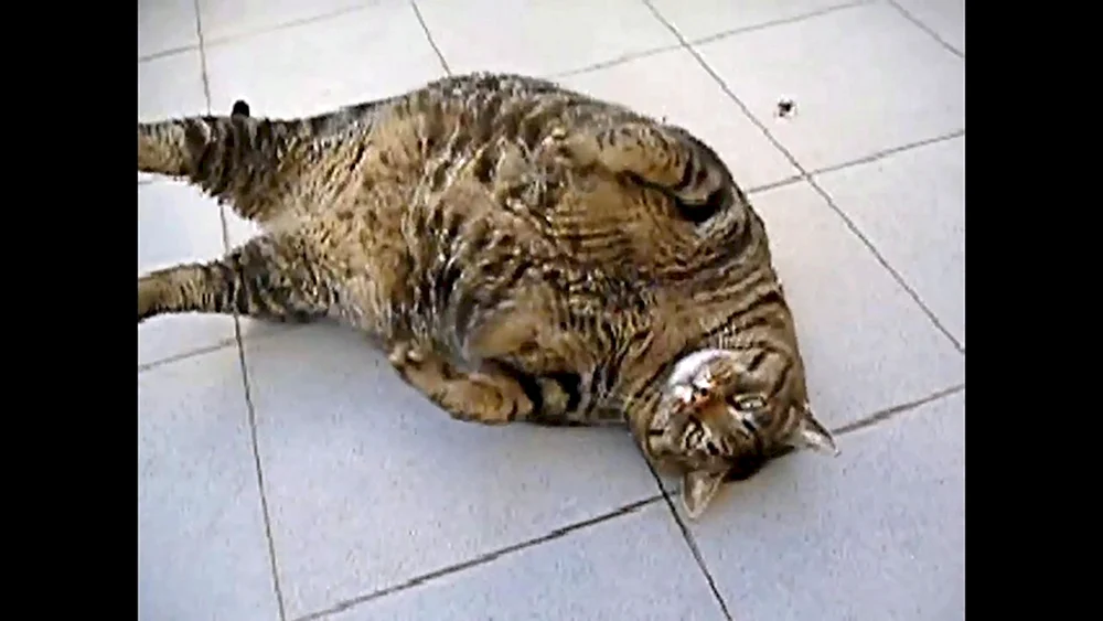 Fette Katze