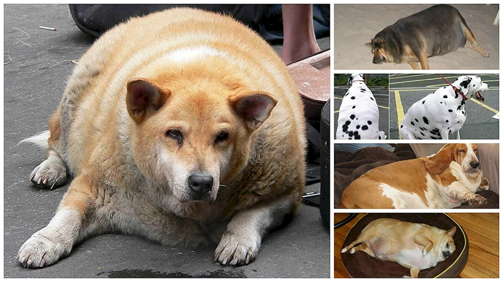 Fette Hunde