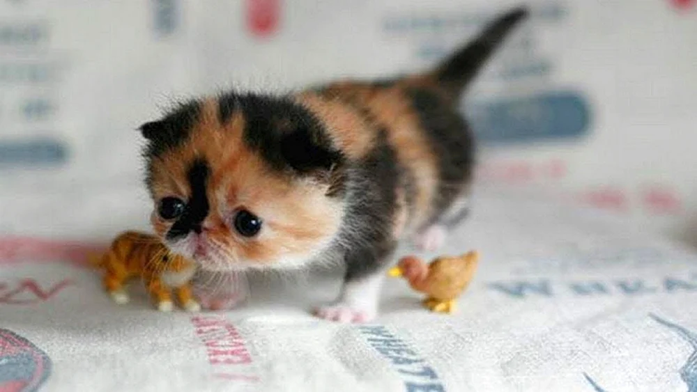 Kleinste Katze der Welt Kleine Kätzchen