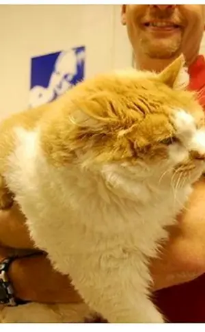 Dickste Katze