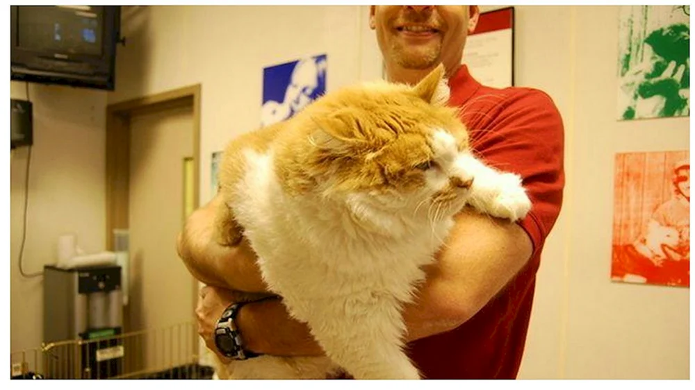 Dickste Katze