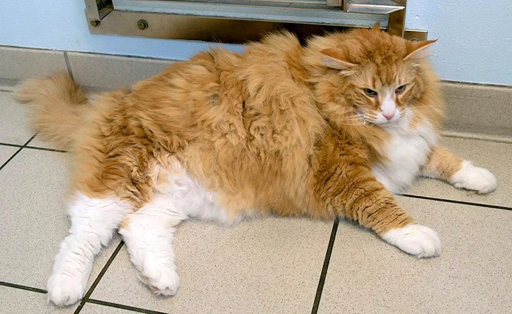 Ingwer Katze Katze