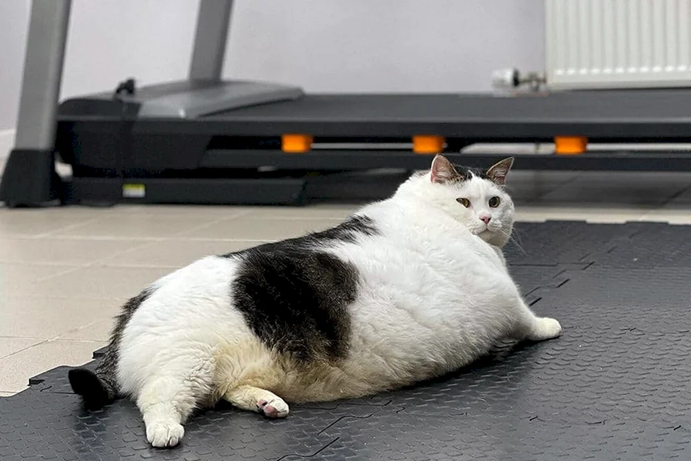 Dicke Katze
