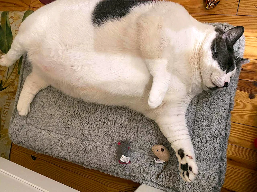 Dicke Katzen